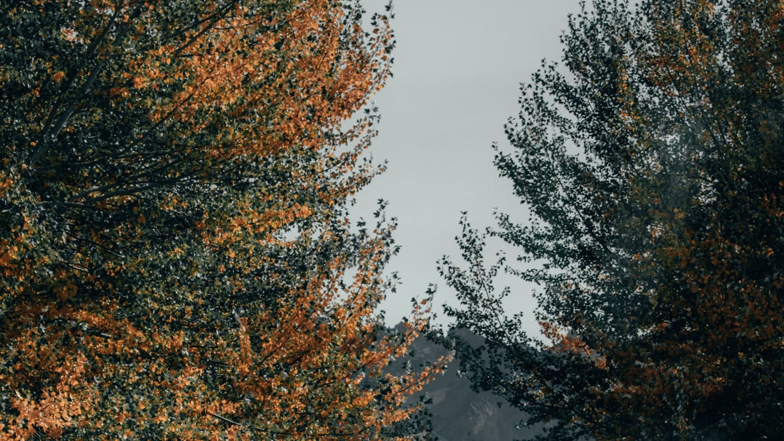 Une voiture roulant sur une route bordée d'arbres.