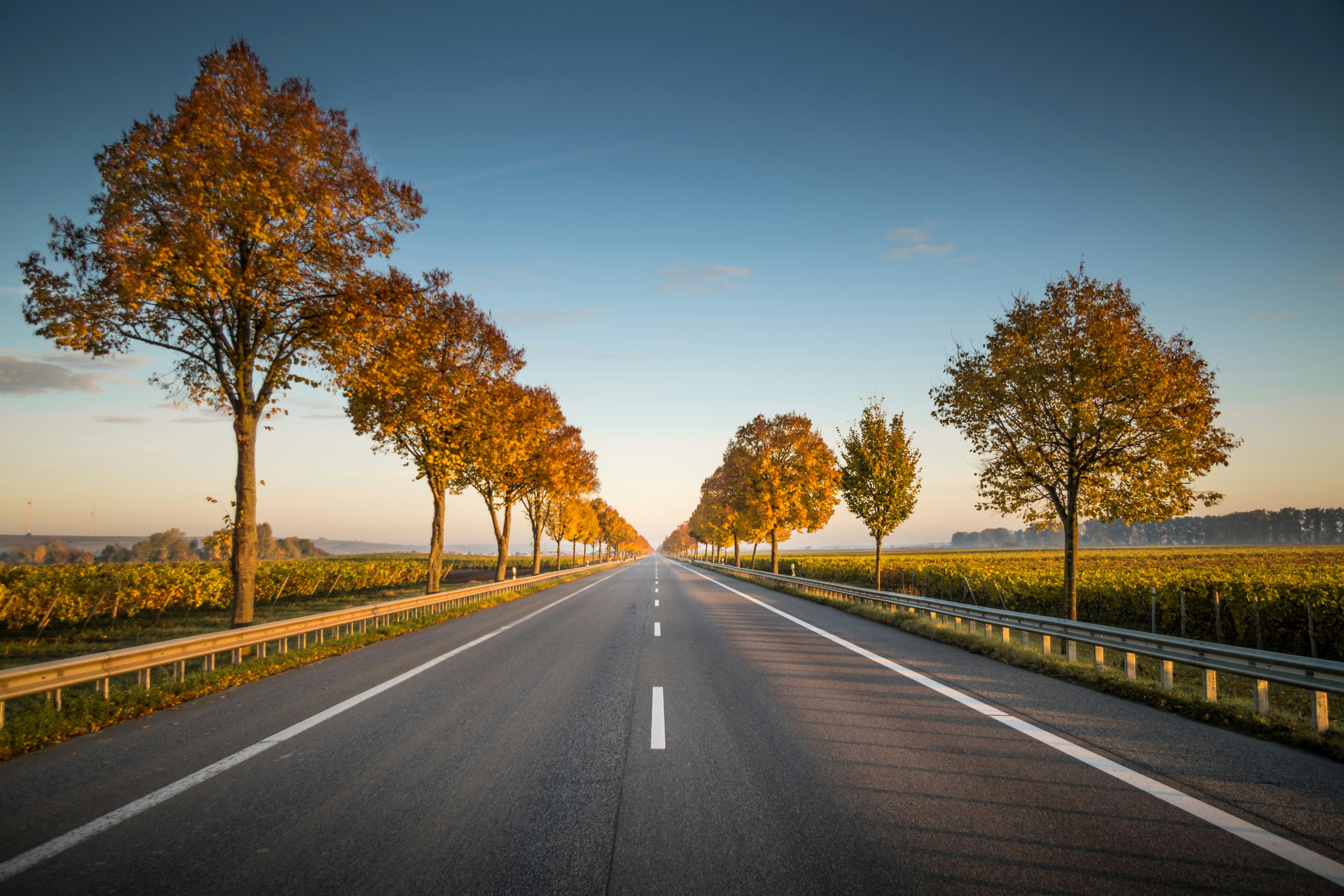 Route asphaltée rectiligne bordée d'arbres s'étendant vers l'horizon